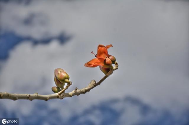全國唯一以花命名的城市萬里長江上游頭部城